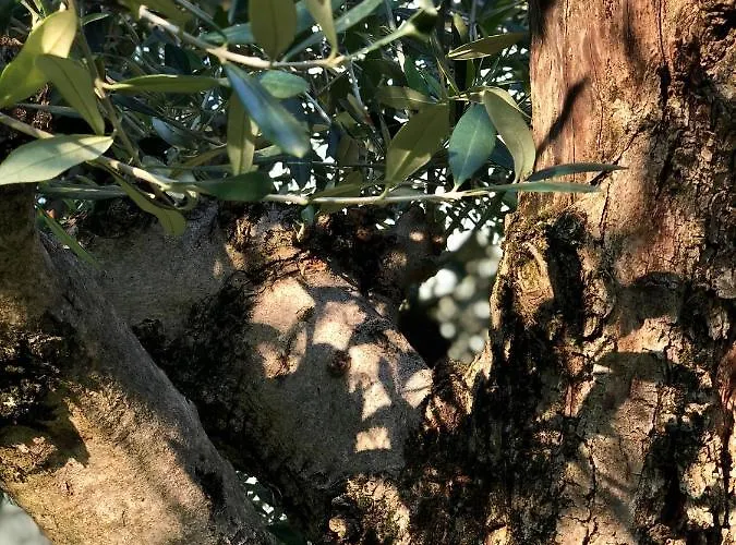 Ca Sander بيت للعطل *