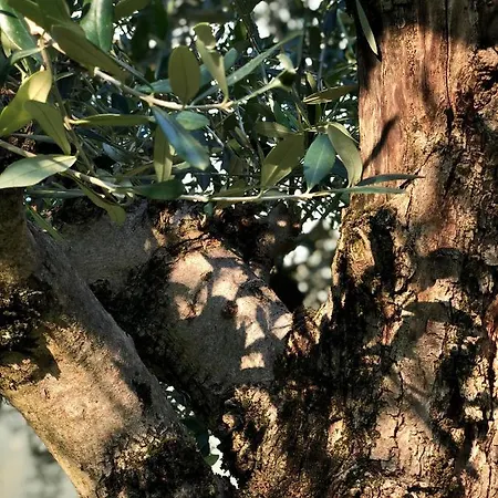 Ca Sander 度假居 *