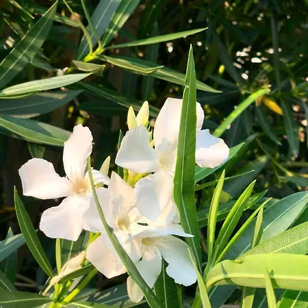 Ca Sander 度假居 卡普里诺韦罗内塞